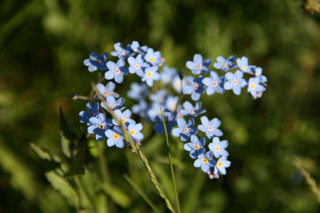 Fleurs