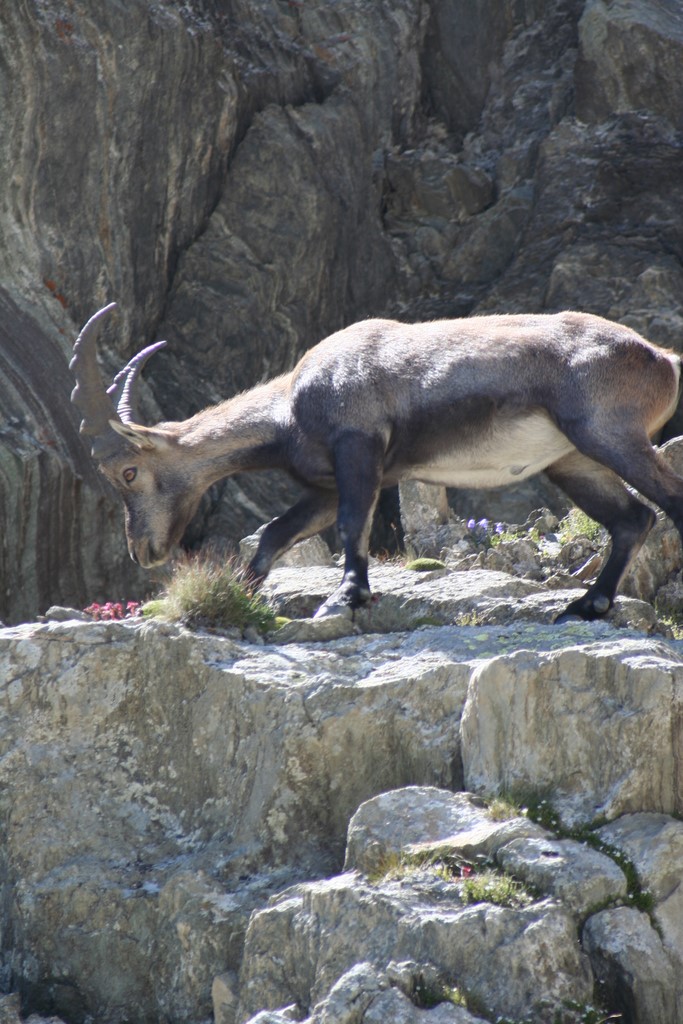 jeune bouquetin faune exceptionnelle