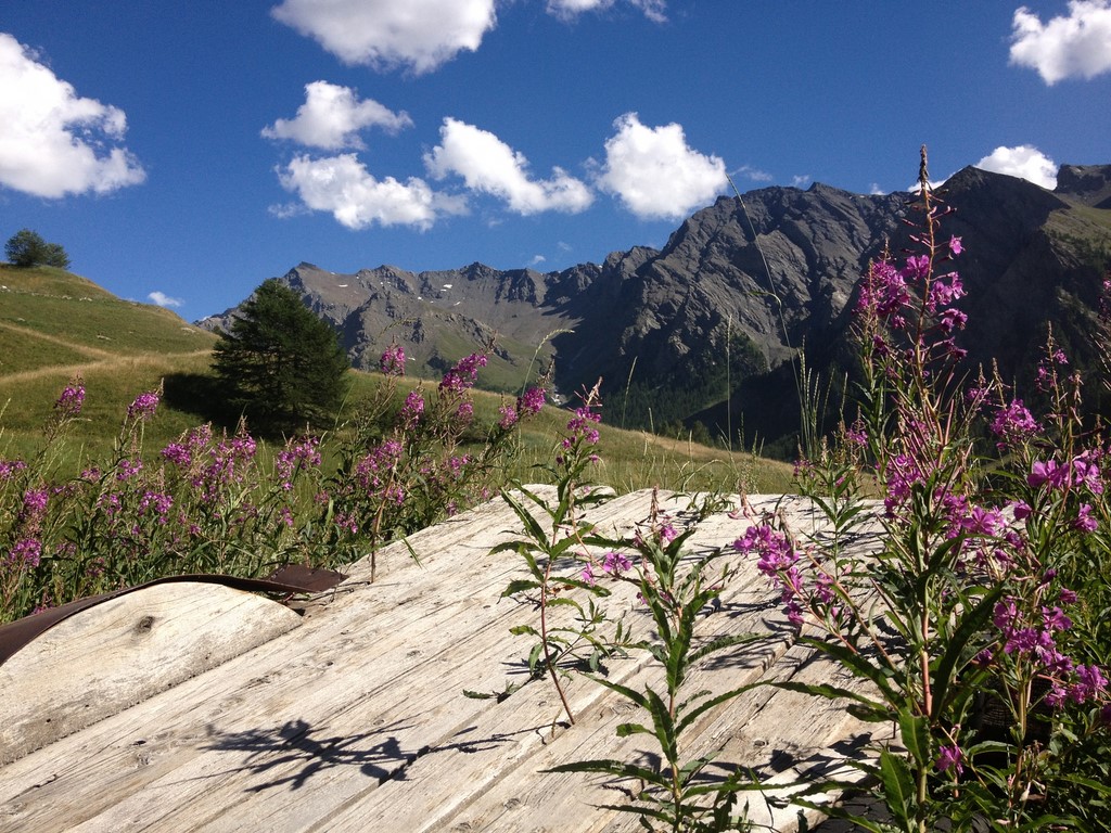fleurs de montagne