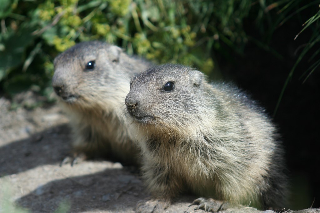 marmottes