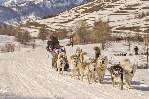 Chiens de trainneaux