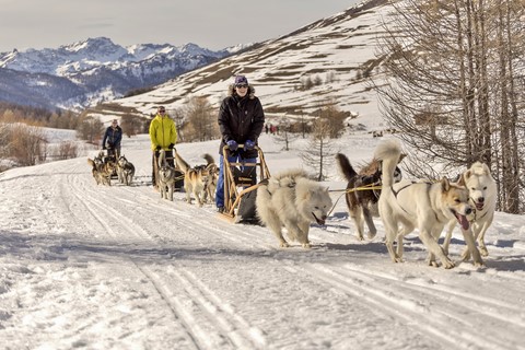 chiens trainneaux