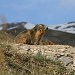 Marmottes