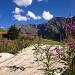 fleurs de montagne